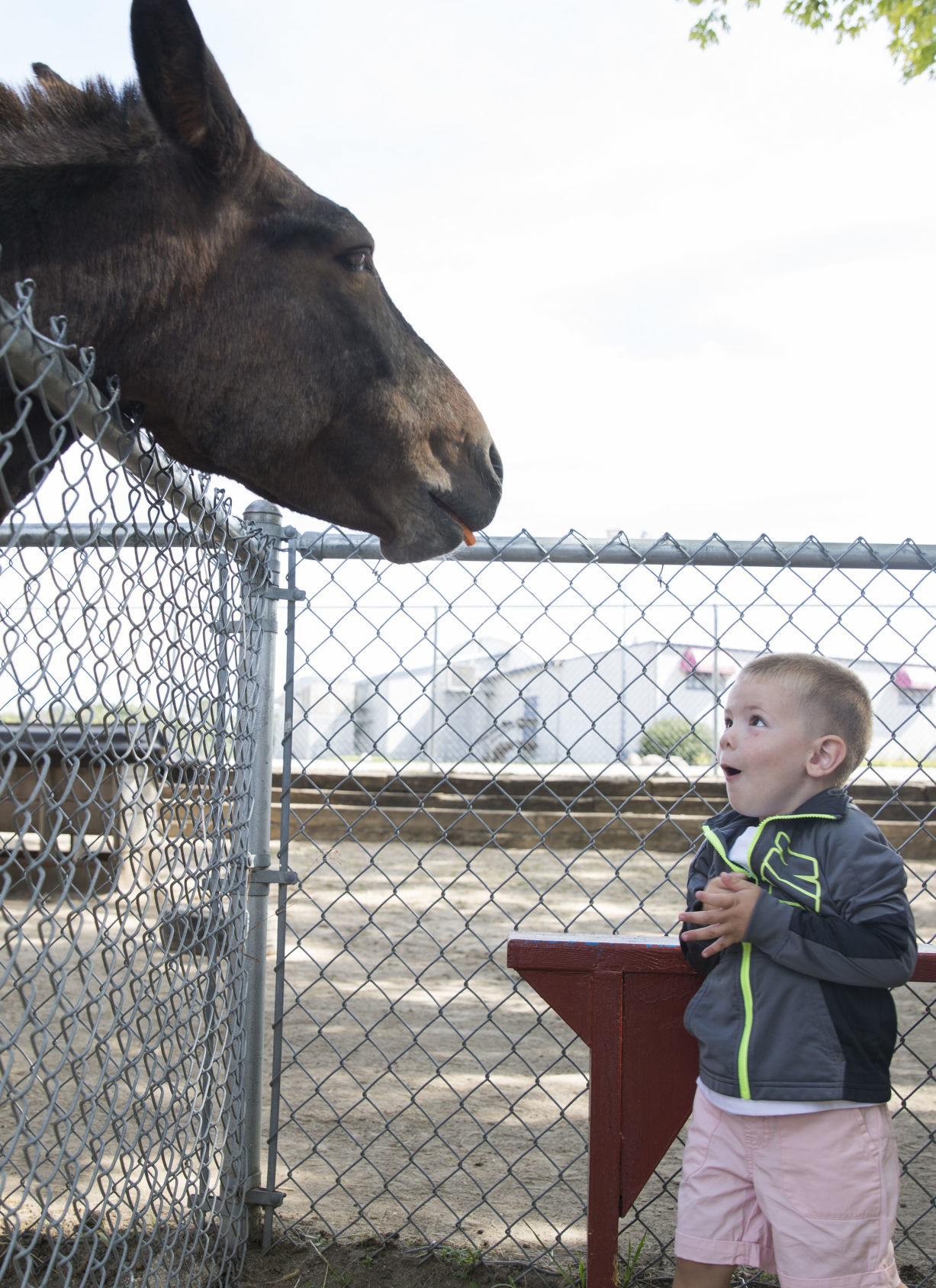 082419kw-petting-zoo-02